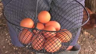 Young Entrepreneur Builds Successful Business With Eggs