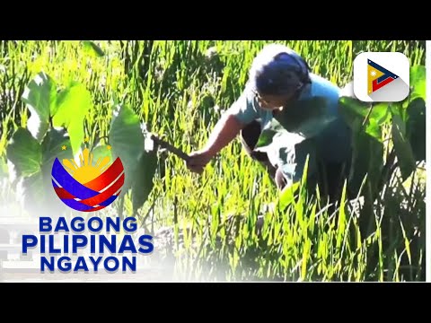 DA Cordillera, tiniyak ang aksiyon sa epekto ng El Niño sa Maligcong Rice Terraces sa Mt. Province