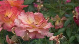 LGS 2010 in Bad Nauheim