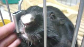 my rabbit　撫でてください～。名前はチョコです。