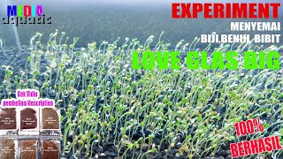 CARA MUDAH MENANAM BENIH CARPET LOVE GRASS AQUASCAPE