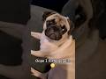 oops 😬 #dog #pug #cute #funny #pets #puppy #fyp #shorts