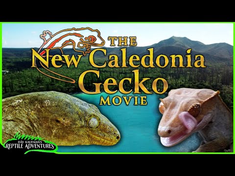 The New Caledonia Gecko Movie