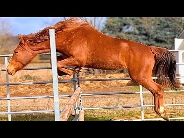 Jument 2 ans &ndash; Potentiel CSO &ndash; Poney Sport New Forest