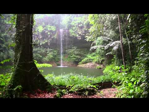 Rain Sound and Rainforest Animals Sound - Relaxing Sleep