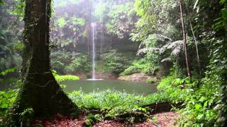 Rain Sound and Rainforest Animals Sound - Relaxing Sleep