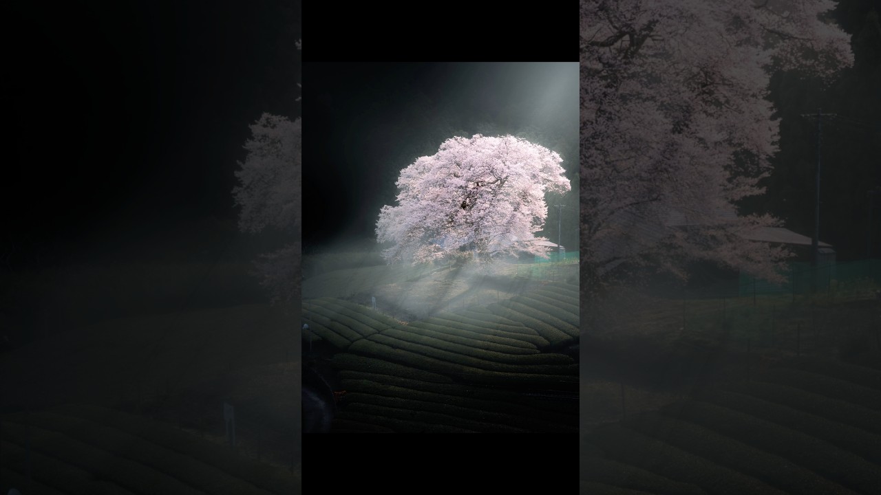 【撮影:Ryota】ミラーレスで桜を撮影しました！#ミラーレス #一眼レフ #撮影方法 #桜 #rkphoto