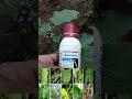 Amistar Top Fungicide Syngenta Azoxystrobin 18 2 Difenoconazole 11 4 SC