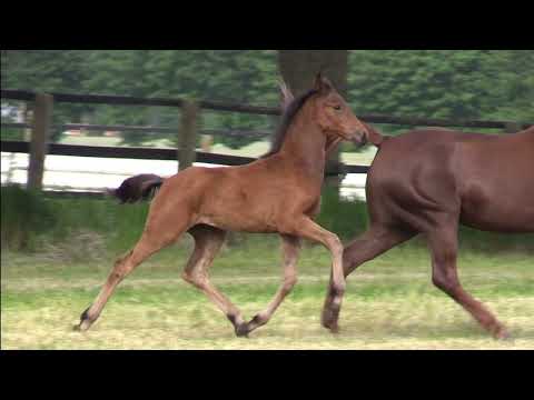 Herrliches Stutfohlen von Taurus- Dimaggio- De Niro zu verkaufen