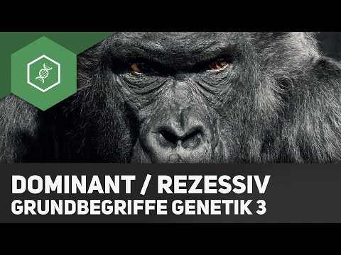 Ein Hund nach der Entfernung der Prostatadrüse Prostaplant Fort Impotenz