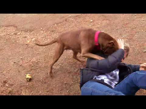 Pitbull Love from Karma - Blooper