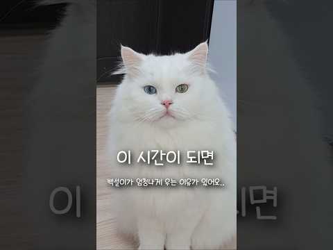 우리집 고양이가 이 시간이 되면 엄청나게 우는 이유가 있었어요..