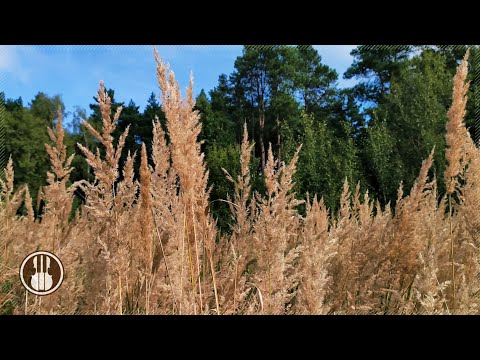 Relaxing Nature | Sound of Wind Blowing Through Grass, Crickets, Birds