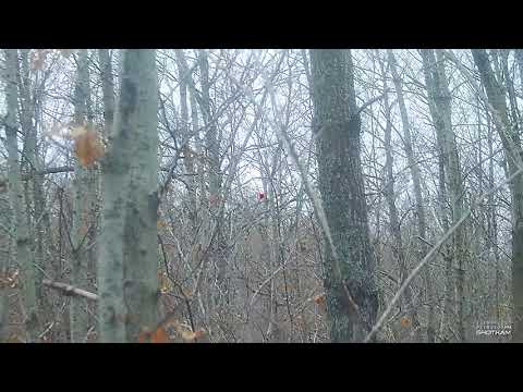 SAG NATURE srl - Ago&Ale Woodcock Hunting Season 2020-21 - Beccaccia