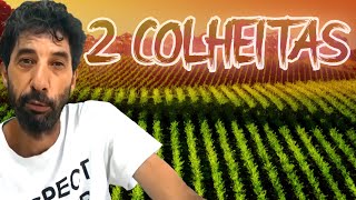 DOIS ARREBATAMENTOS | EXPLICAÇÃO DAS DUAS COLHEITAS (REPOSTAGEM)