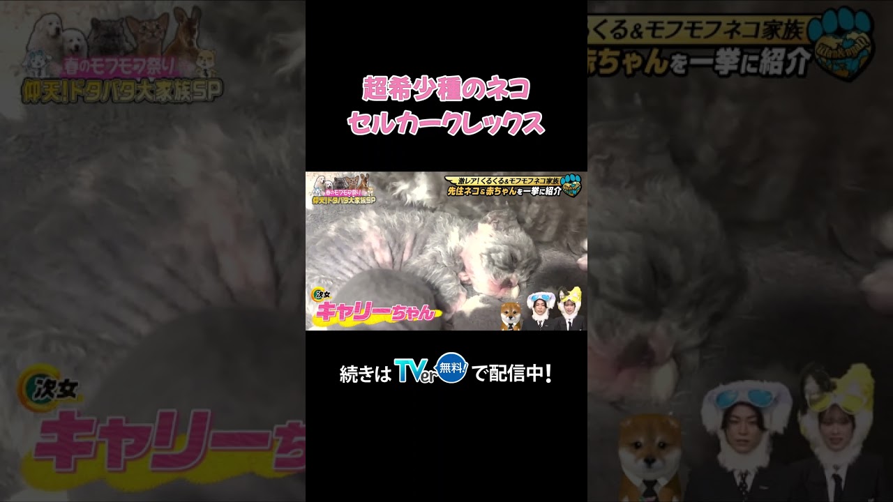 【まるでぬいぐるみ…🧸】かわいすぎる超希少種ネコちゃん🐱💕