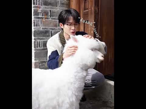 The cute alpaca is irresistibly drawn to him🥰 #滤镜 #Filter #檀健次 #TanJianci