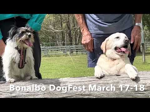 Bonalbo DogFest