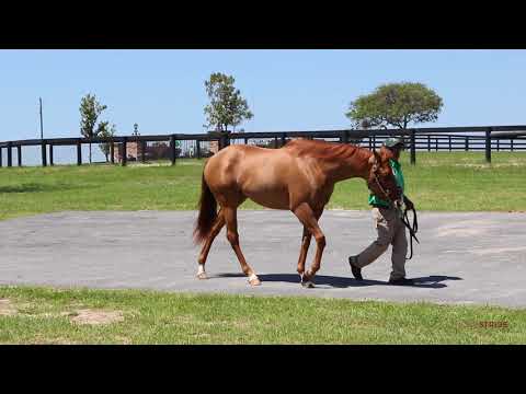 FTMMAY18, Hip 435, f, Honorable Dillon--Prairie Princess 16