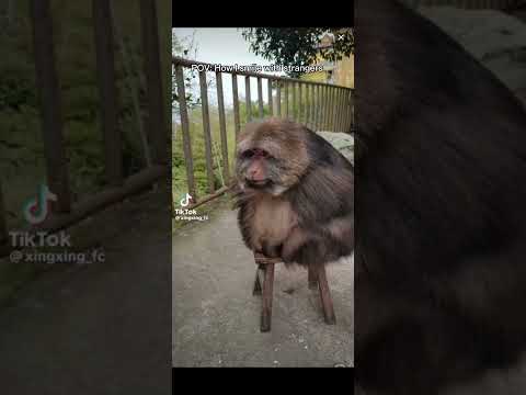 Smile with strangers 🙂🤓#funny #shortvideo #shortvideo #xingxing