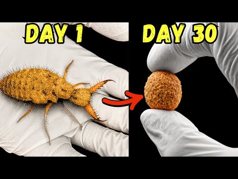 I Bought an Army of Sand Monsters Online