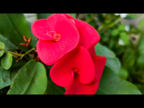 Beautiful Flowers -- Planet Earth Amazing Nature Scenery