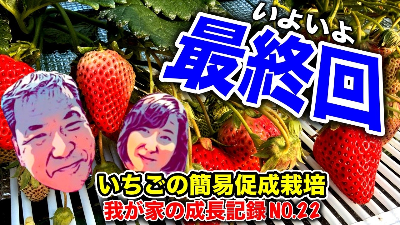 第22回今年を振り返って！！最終回動画です！！〜イチゴの簡易促成栽培、我が家の成長記録動画シリーズ〜