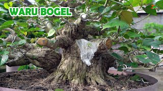 Download lagu 'KEKAR DAN BOGEL' BEGINILAH CARA MEMBUAT POHON SEPERTI INI mp3 Download lagu 'KEKAR DAN BOGEL' BEGINILAH CARA MEMBUAT POHON SEPERTI INI mp3