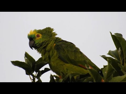 Sounds TURQUOISE-FRONTED PARROT, Singing, AMAZONA AESTIVA, PAPAGAIO-VERDADEIRO, Wildlife shows,