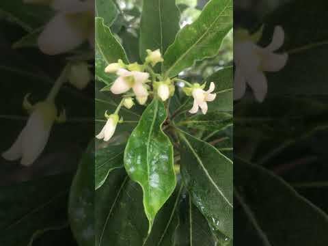 Pittosporum undulatum