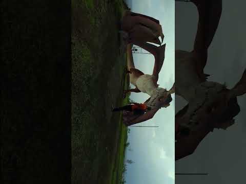 I Create Dragon VFX With Low End PC || Dragon animation || Dragon VFX ||VFX break down