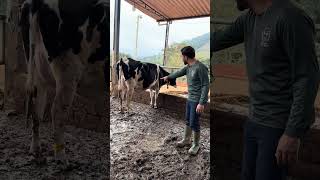 Será que a novilha vai conseguir