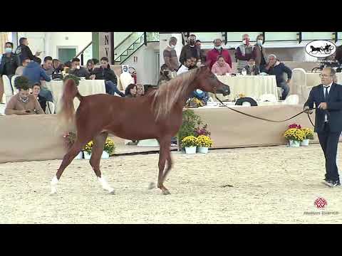 N 27 ESMERALDA BY PSYCHES   Italian Nationals 2021   Fillies 2 years old Class 2