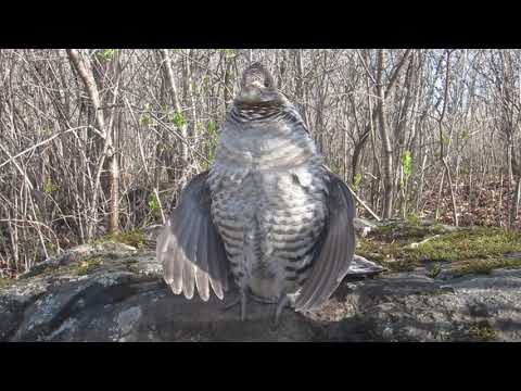Amazing up-close ruffed grouse drumming - sounds like an engine