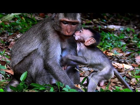 Veru good baby kiss mom a lot of Family Happiness