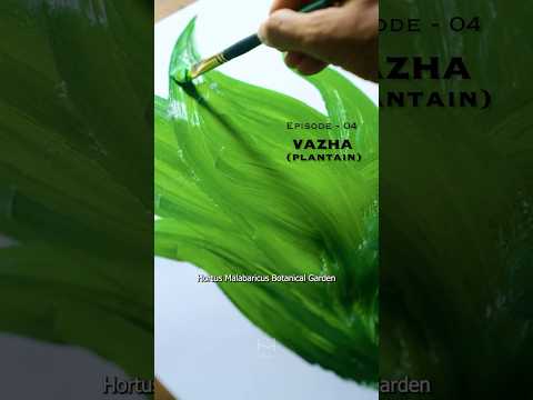 Hortus Malabaricus episode 004 Vazha