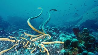 6 Deadliest Sea Snakes