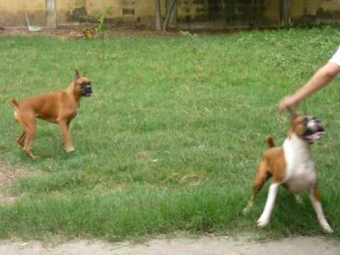 (sunboxer thailand) My dogs are playing