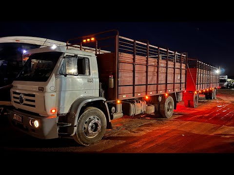 Cargamos terneros desde Maldonado para Colonia. #camioneros #rutasypaisajes #uruguay #camiondevacas 