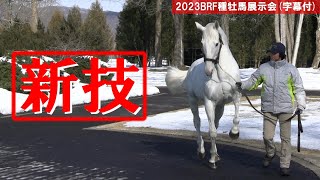 [閒聊] 有時候真的覺得黃金船聰明過了頭...