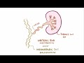 Multi cystic dysplastic Kidney | Renal pathology | Osmosis