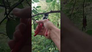 Download lagu Silence and Pruning | Nature’s Meditation mp3 Download lagu Silence and Pruning | Nature’s Meditation mp3