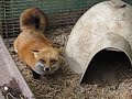 Super happy fox (SirIndy) - Známka: 1, váha: malá