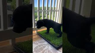 How To Potty Train Your Puppy In An Apartment