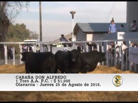 25-08-16 Venta de Toros A.A. P.C. - Cabaña Don Alfredo - Olavarria.