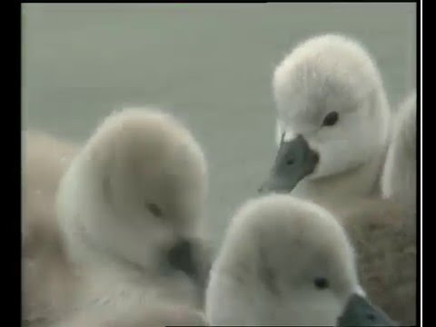 Naturimages - Cygnes