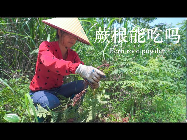 Video pronuncia di Pteridium aquilinum in Inglese