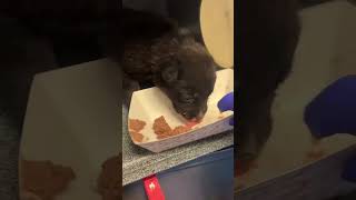 Video preview image #1 Mutt Puppy For Sale in Woodbury, NY, USA