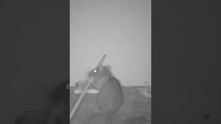 Rat learns to evade mouse trap
