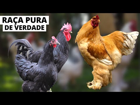METHOD TO IDENTIFY IF A CHICKEN IS PUREBRED